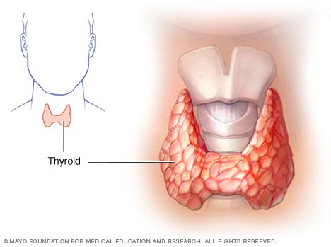 thyroid