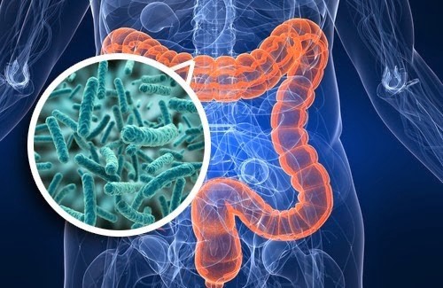 gut microbiota